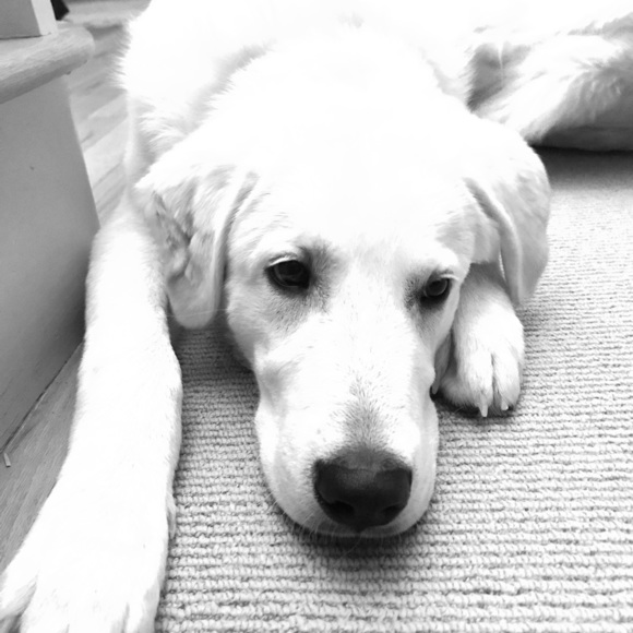 Meet your Posher, Laurie - Picture 6 of 8